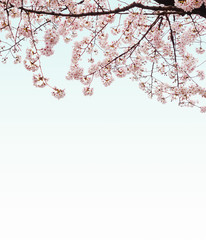 Obraz premium Beautiful pink cherry blossom blooming in the famous park of Japan during the spring and winter.