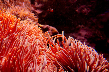 Naklejka na ściany i meble Flower sea living coral and reef color under deep dark water of sea ocean environment.