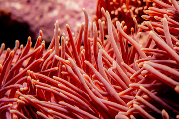 Flower sea living coral and reef color under deep dark water of sea ocean environment.