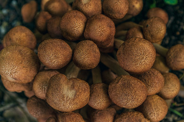 large group of wild mushrooms