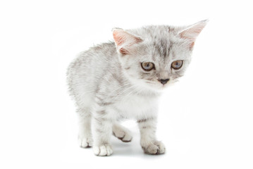 Portrait of gray persian kitten sitting and looking forward of something strange.