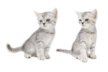 Portrait of gray persian kitten sitting and looking forward of something strange.