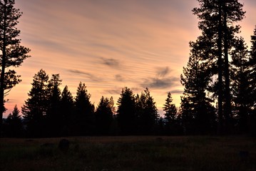 sunset in forest