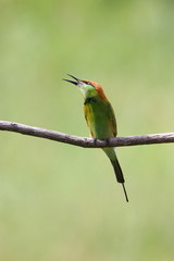 Bee-Eater on a branch