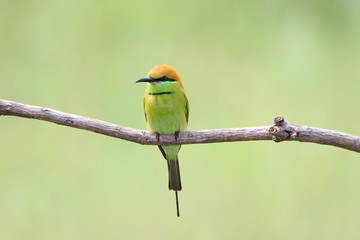 Bee-Eater on a branch