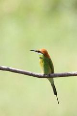 Bee-Eater on a branch