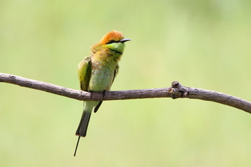 Bee-Eater on a branch