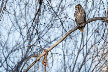 Great Horned Owl perching on a tree branch