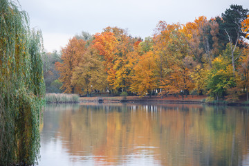 Obraz premium Colorful leaves on trees in autumnal park