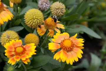 Yellow blanket flower