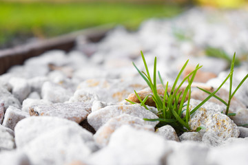 Plant in the stones