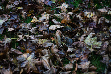 dark autumn leaves on the ground
