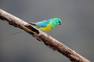 Red-rumped Parrot in Australia