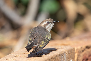 Horsfield's Bronze Cuckoo in Australia