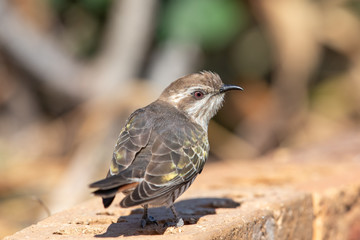 Horsfield's Bronze Cuckoo in Australia