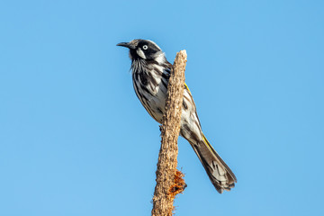 New Holland Honeyeater in Australia