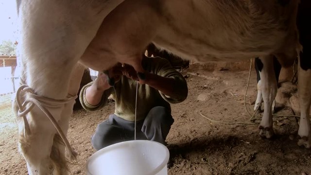 Farmer milking cow in the stable