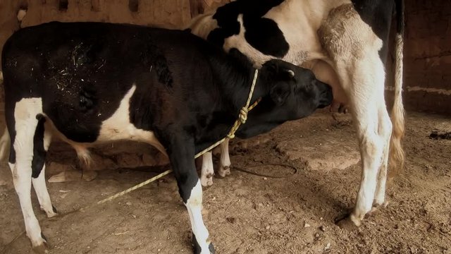 Cow breastfeeding its calf in the stable