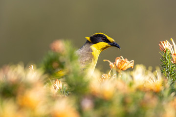 Yellow-tufted Honeyeater in Australia
