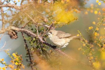 Southern Whiteface in Australia