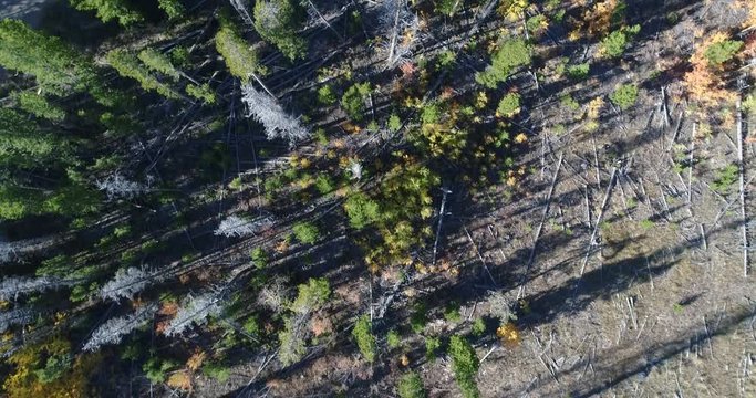 Aerial flight looking down showing many dead pine trees from the mountain pine beetle kill
