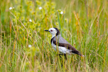 White-fronted Chat in Australia