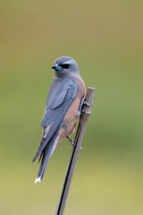 White-browed Woodswallow in Australia
