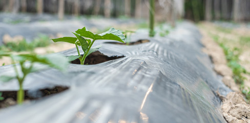 Row of baby tree on soil covered by plastic or mulching film in agriculture.