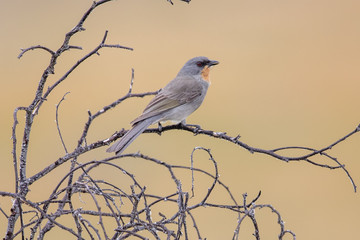 Gilbert's Whistler in Australia