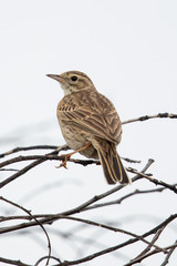Australasian Pipit in Australia