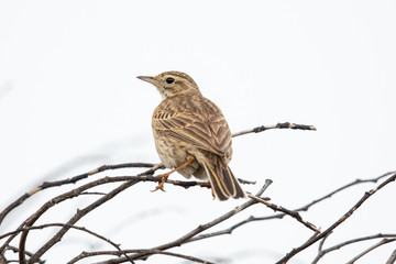 Australasian Pipit in Australia