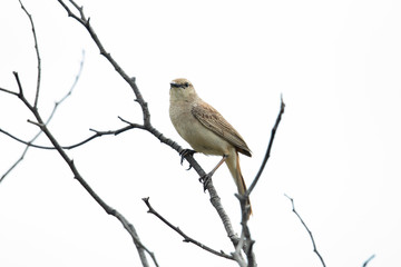 Rufous Songlark in Australia