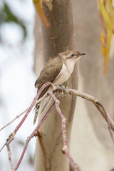 Horsfield's Bronze Cuckoo in Australia