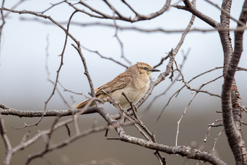 Rufous Songlark in Australia