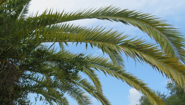 Beautiful palm branches against blue sky in Florida nature 