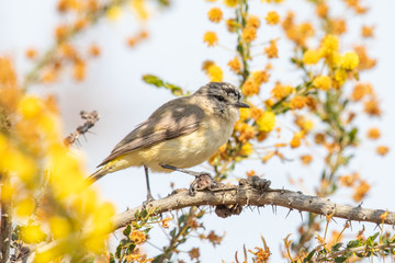 Yellow-rumped Thornbill in Australia