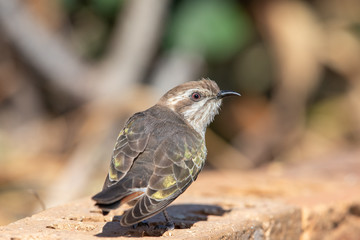 Horsfield's Bronze Cuckoo in Australia