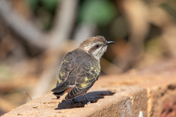 Horsfield's Bronze Cuckoo in Australia