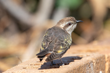 Horsfield's Bronze Cuckoo in Australia