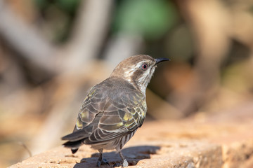 Horsfield's Bronze Cuckoo in Australia