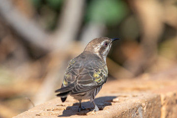 Horsfield's Bronze Cuckoo in Australia