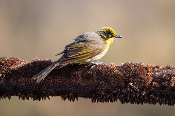 Obraz premium Yellow-tufted Honeyeater in Australia