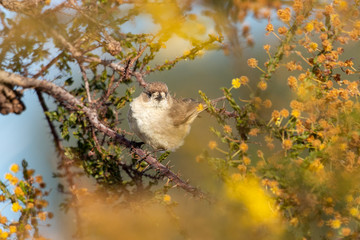 Southern Whiteface in Australia