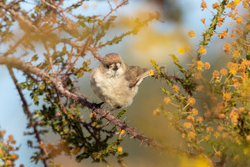 Southern Whiteface in Australia