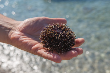 man hand holding a black sea urchin on the beach - sea background