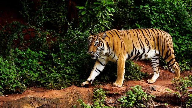 slow-motion of bengal tiger walking in the forest 