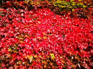Herbstfarben, roter Efeu im Herbst