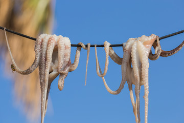 Traditional greek sea food - dry octopus. Greece