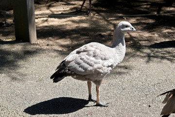 this is a side view of a cape barren gosling