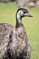 this is a close up of an emu